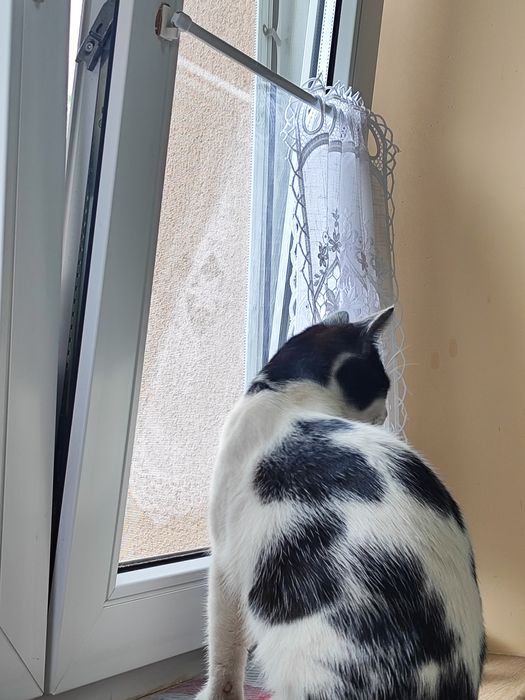 Kot dachowiec "Kaja"