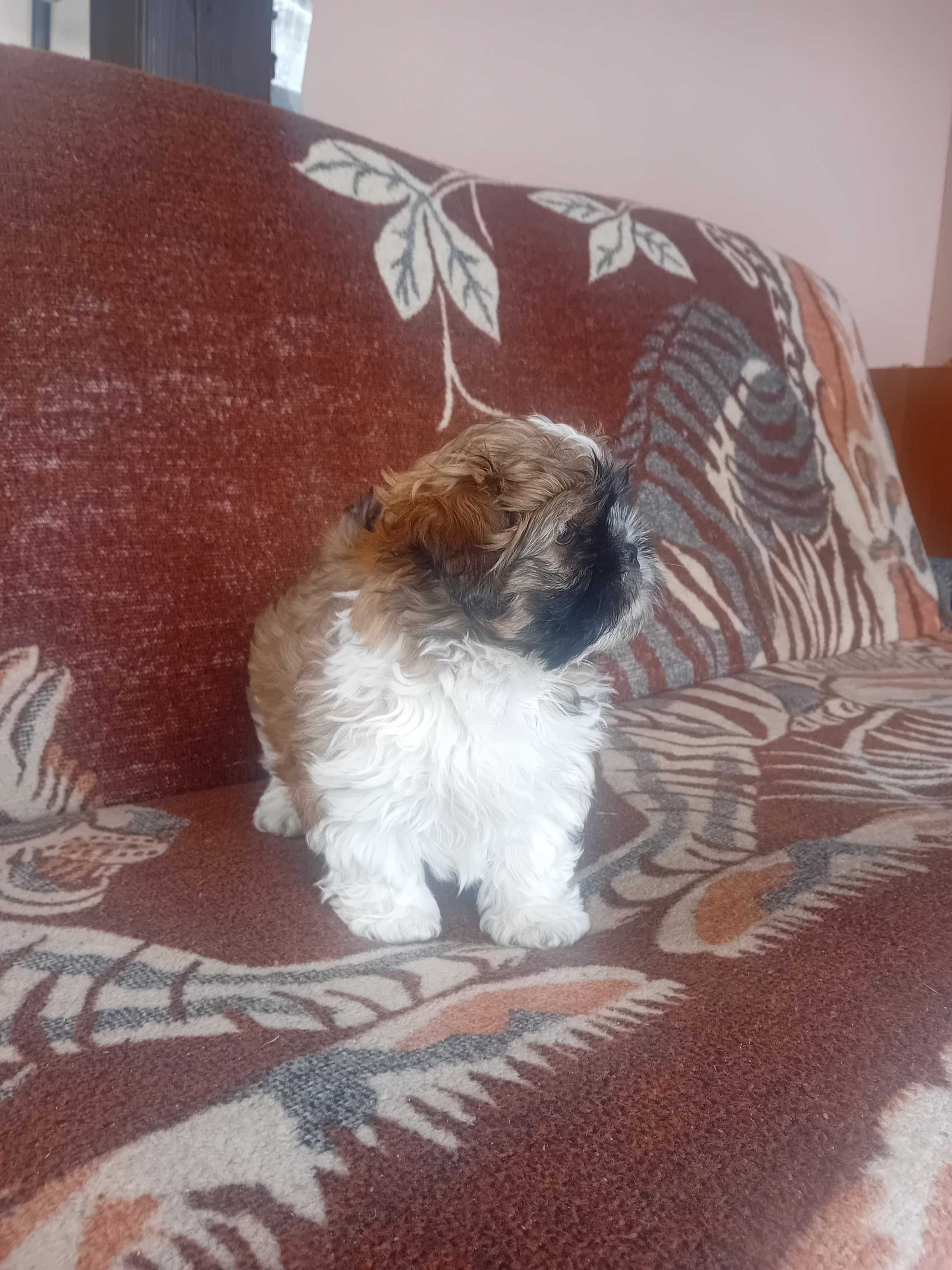 Szczeniak Shih-tzu piesek