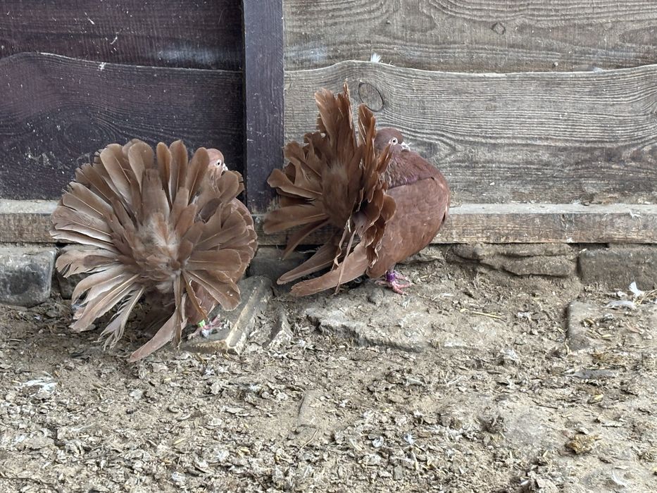 Sprzedam czerwone samice pawika