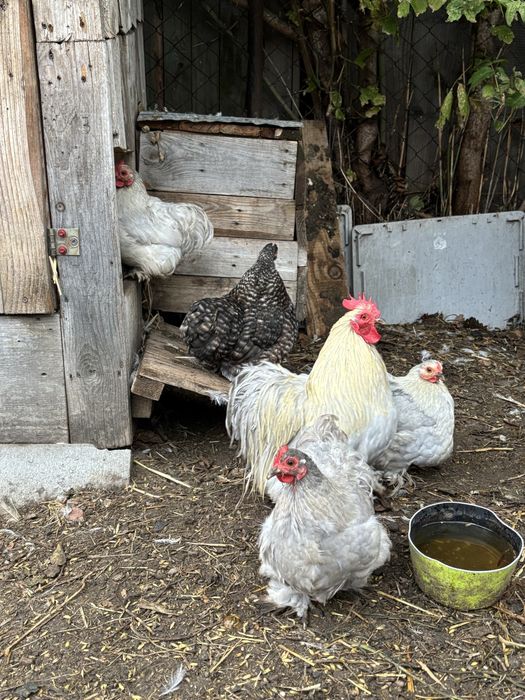 Sprzedam sdado kochin miniaturowych