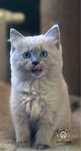 Porin- Blue mink ragdoll Cherubim- anielski charakter- rodowod TICA