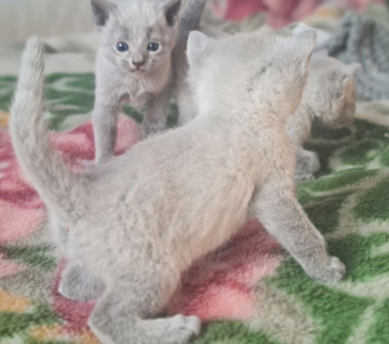 Kocurek rosyjski niebieski