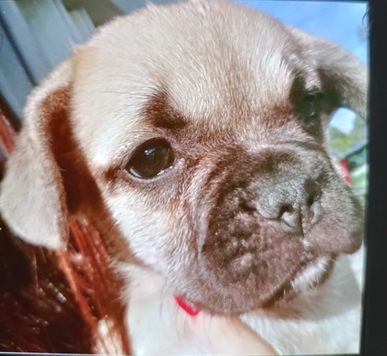 Bulldog francês fêmea cor beje