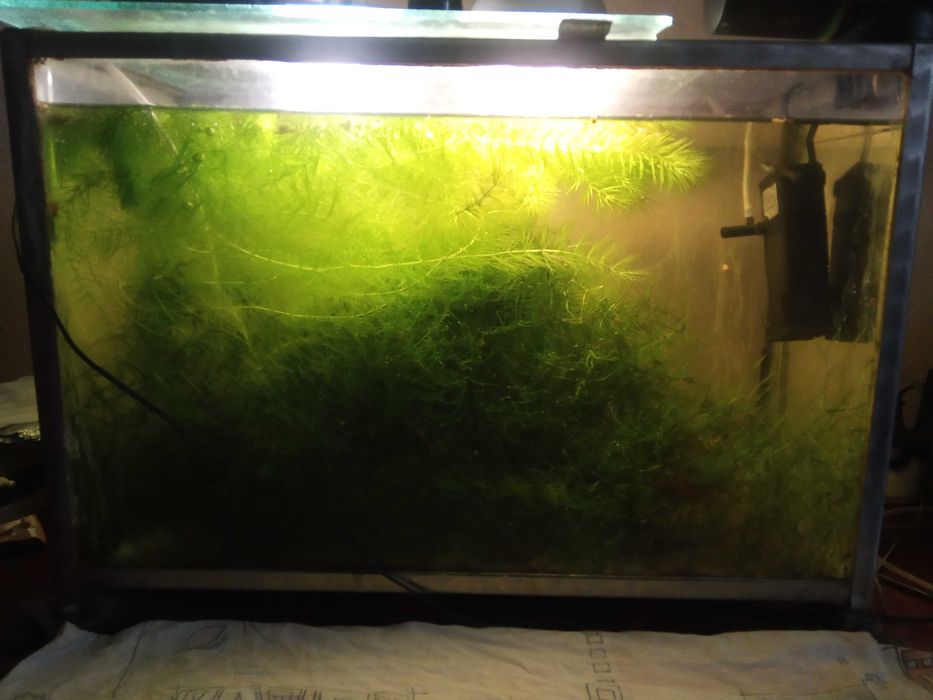 Аквариумные растения мох яванский