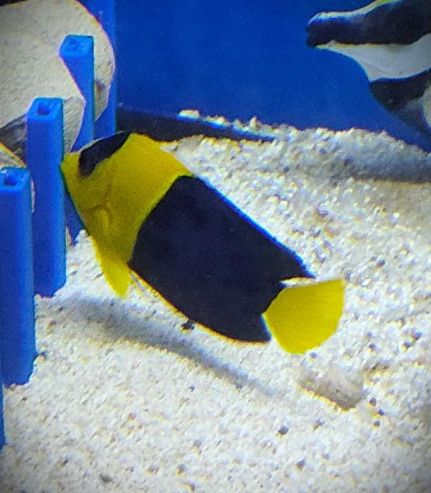 Centropyge Bicolor. Morskie