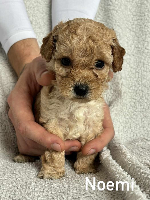 Bichpoo f1B Maltipoo Pudel Frispoo Bichon