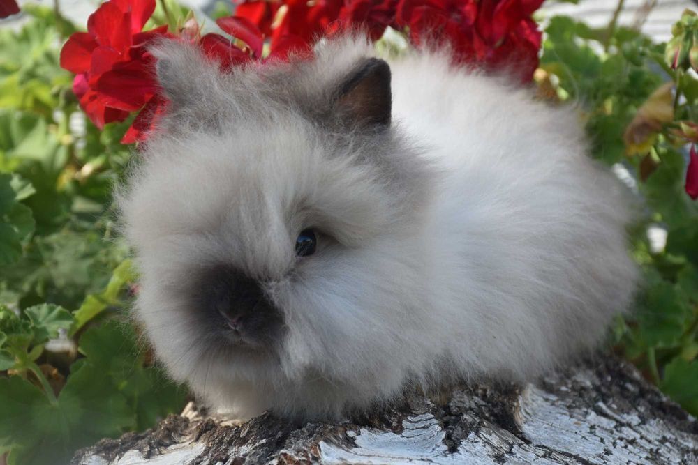 Karzełki teddy / miniaturki / mini / baranek / mini lop / niderlandzki