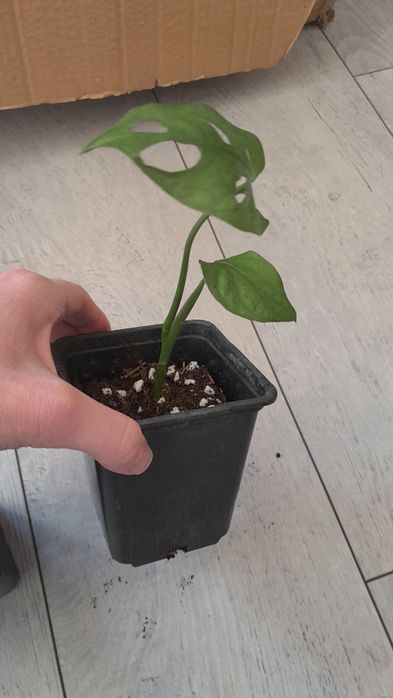 Ostatnia Monstera Monkey rośliny doniczkowe