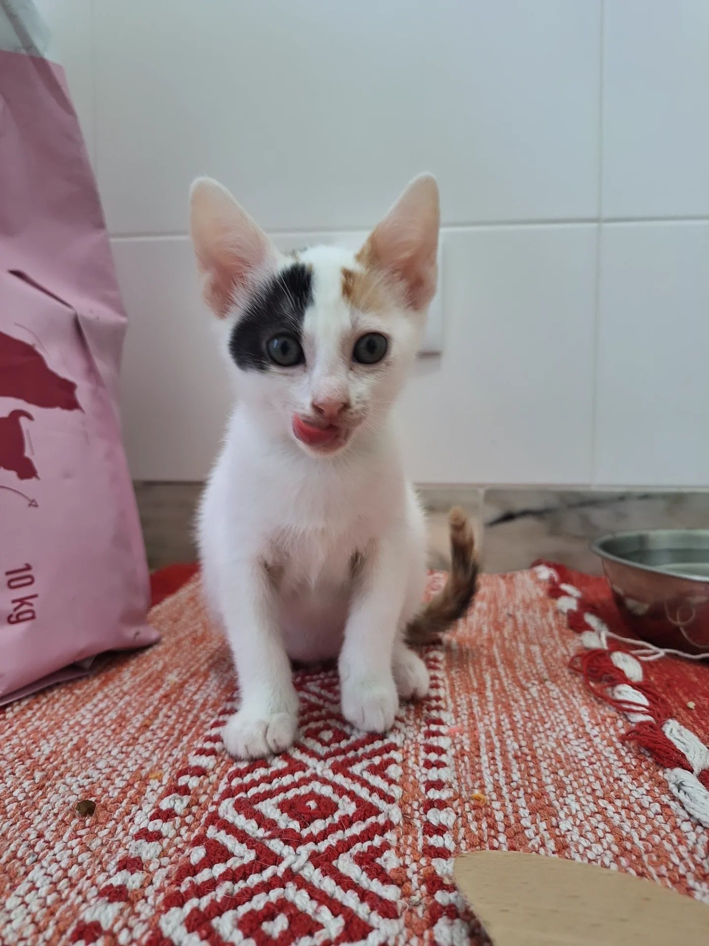 Millinha, para adoção