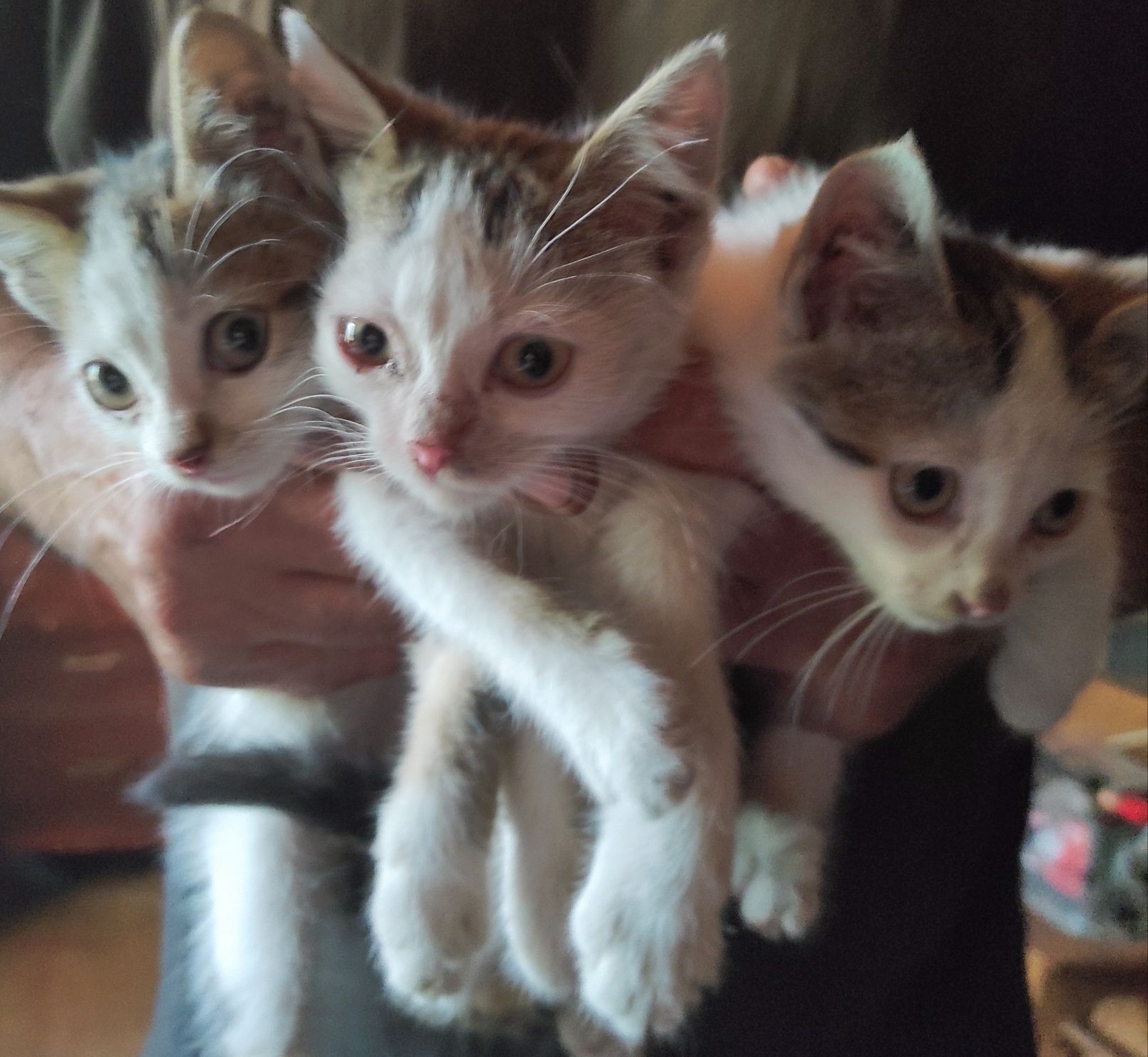 Бесплатно котята в добрые руки