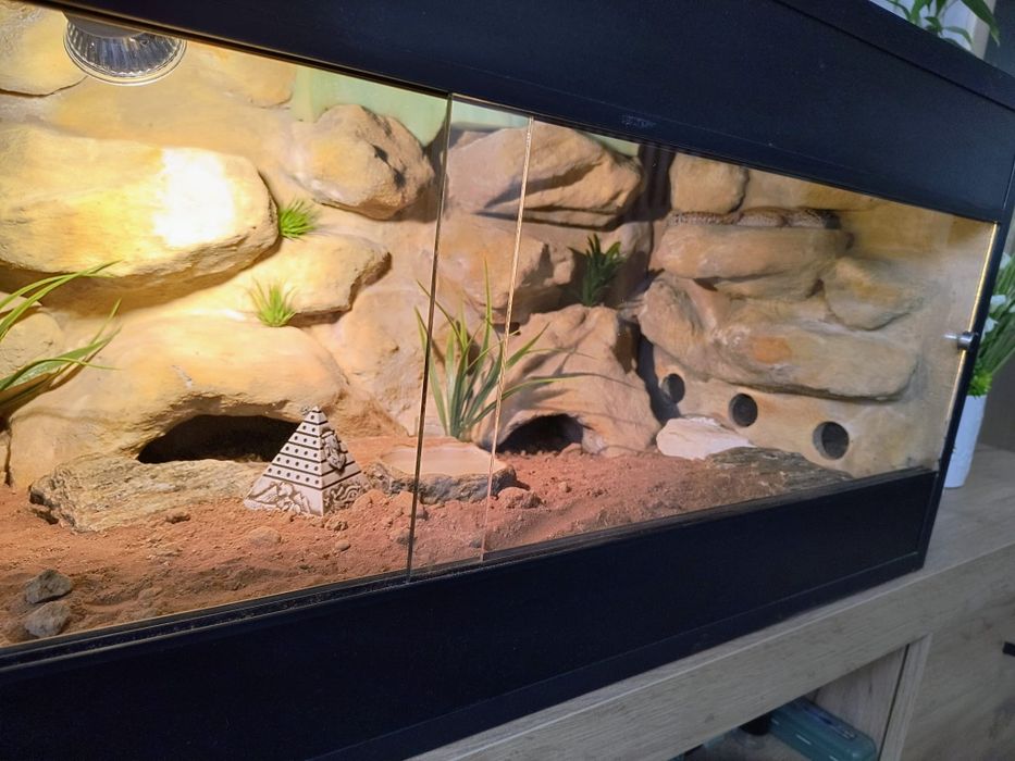 Gekony pustynne samice z terrarium.100x40x40 + gratisy