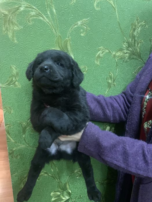 Продам цуценят Лабрадорів