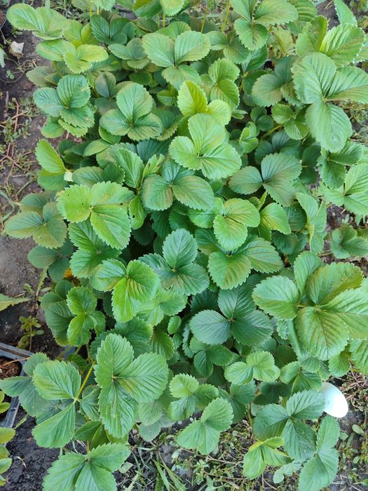 Саженцы клубники Хоней(касета)