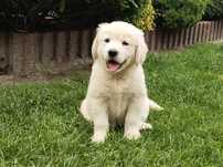 Golden Retriever, suczka biszkoptowa!