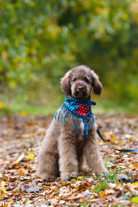 Goldendoodle Doodle 14 tyg Samiec Golden Doodle Samson ZOBACZ WIDEO
