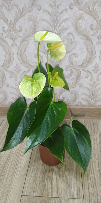 Антуріум Ваніла жовтий