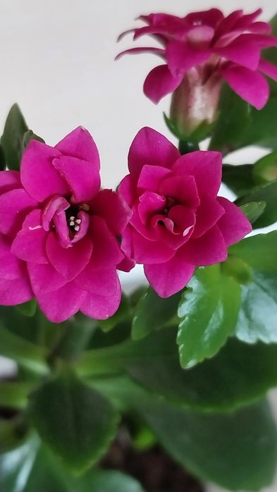 Хлорофітум кучерявий( Бонні).Каланхоє ..