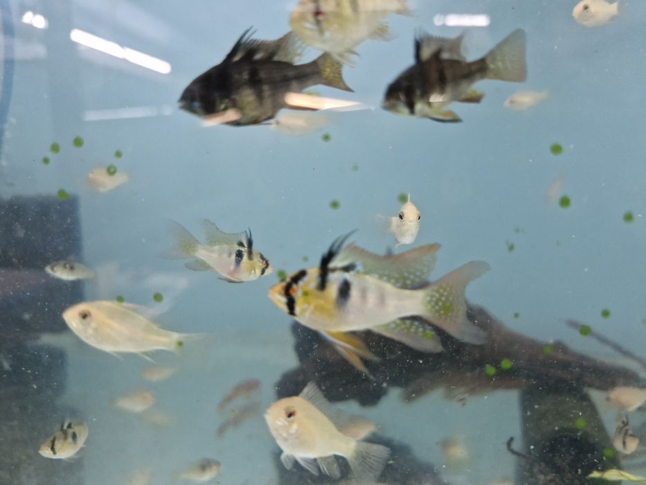 Ramirezi german long fin