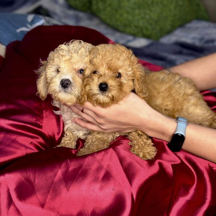 Мини мальчик мальтипу — настоящая редкость!