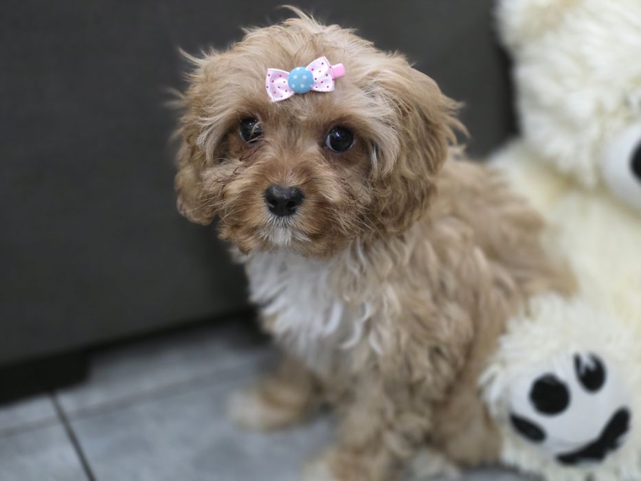 Cavapoo suczka do odbioru
