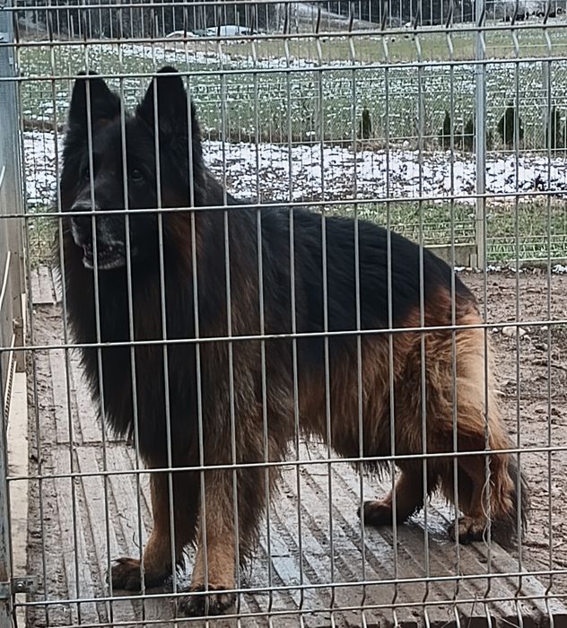 Owczarek niemiecki długowłosy