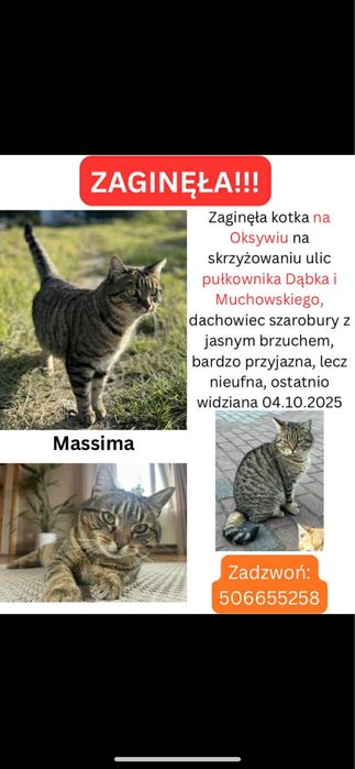 Zagineła kotka Gdynia oksywie