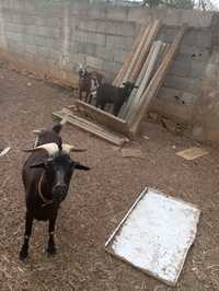 Trio de cabras pra venda