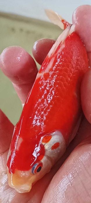 Ryby do stawów, Karpie Koi, Orfa, Narybek, Karaś ozdobny