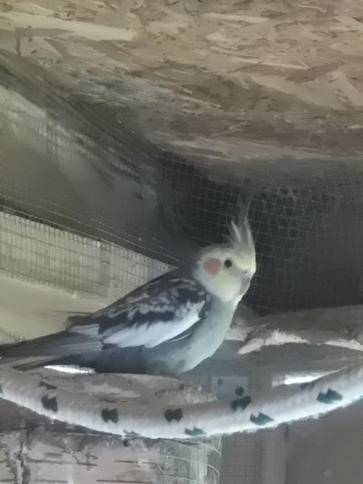 Papugi papuga nimfa 2025