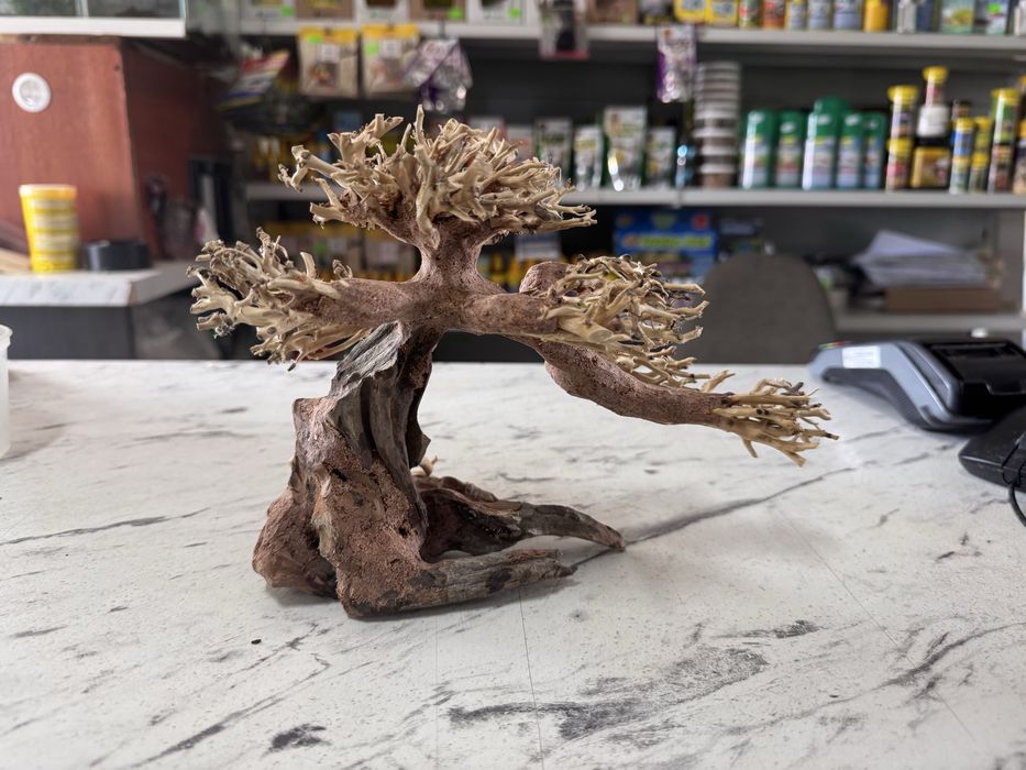 drzewko bonsai do akwarium korzen do akwarium