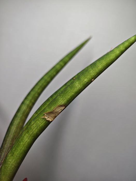Sansevieria Pink Cell