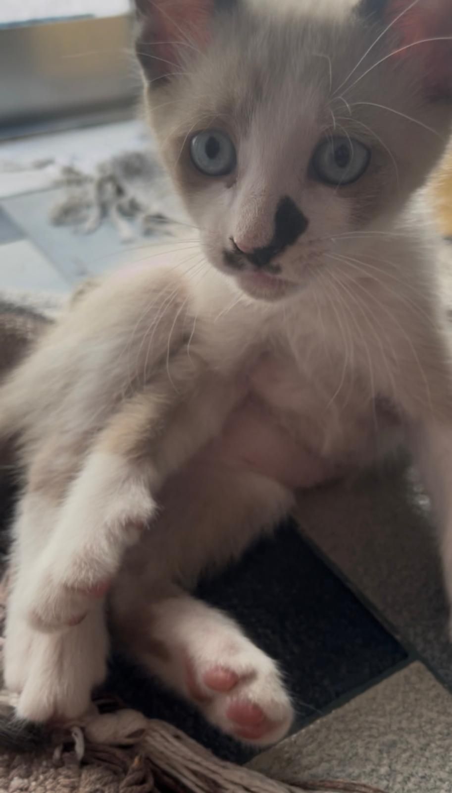 Gatos para adoção responsável