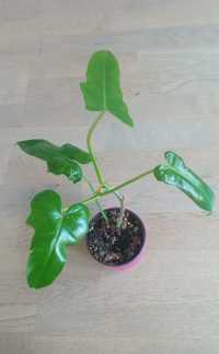 Philodendron golden dragon