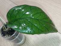 Hoya Hoja GOLDEN EYE ukorzeniona