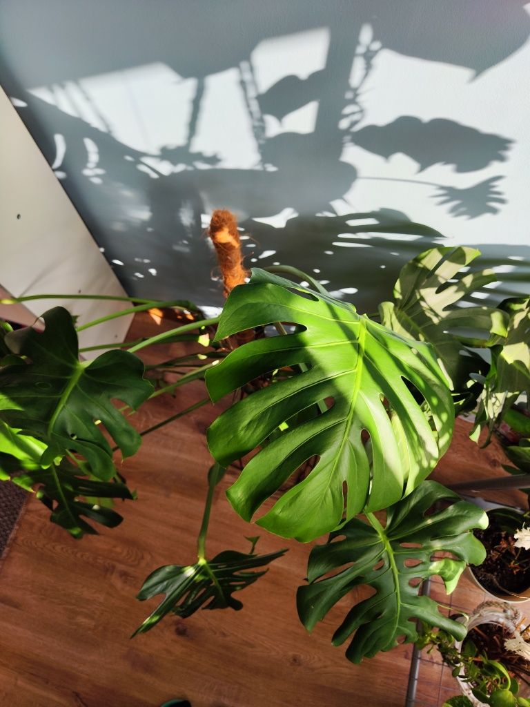 Monstera deliciosa