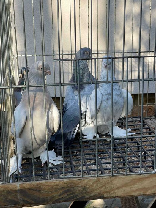 Gołębie ozdobne różnych ras
