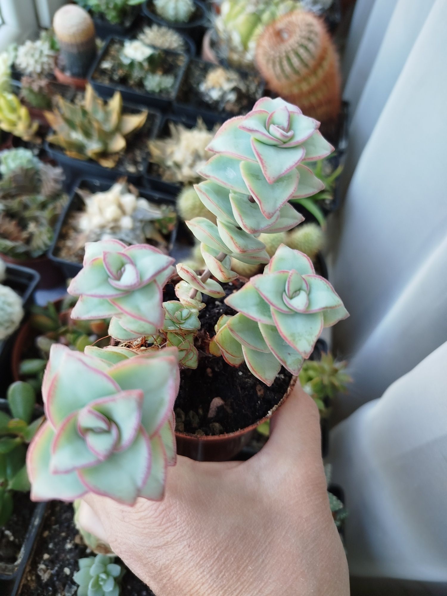 Суккуленти 40 гривень горщик