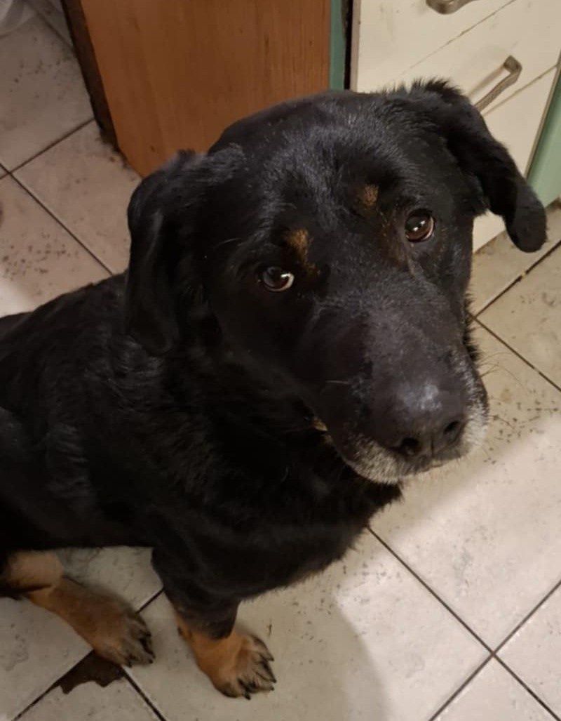 Koda szuka domu i miłości