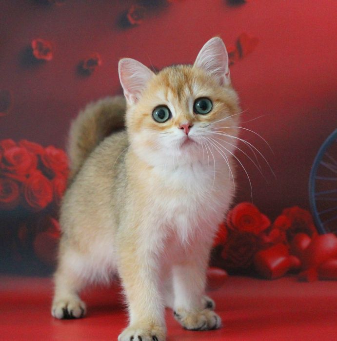 Найкращий золотий британський хлопчик для вас