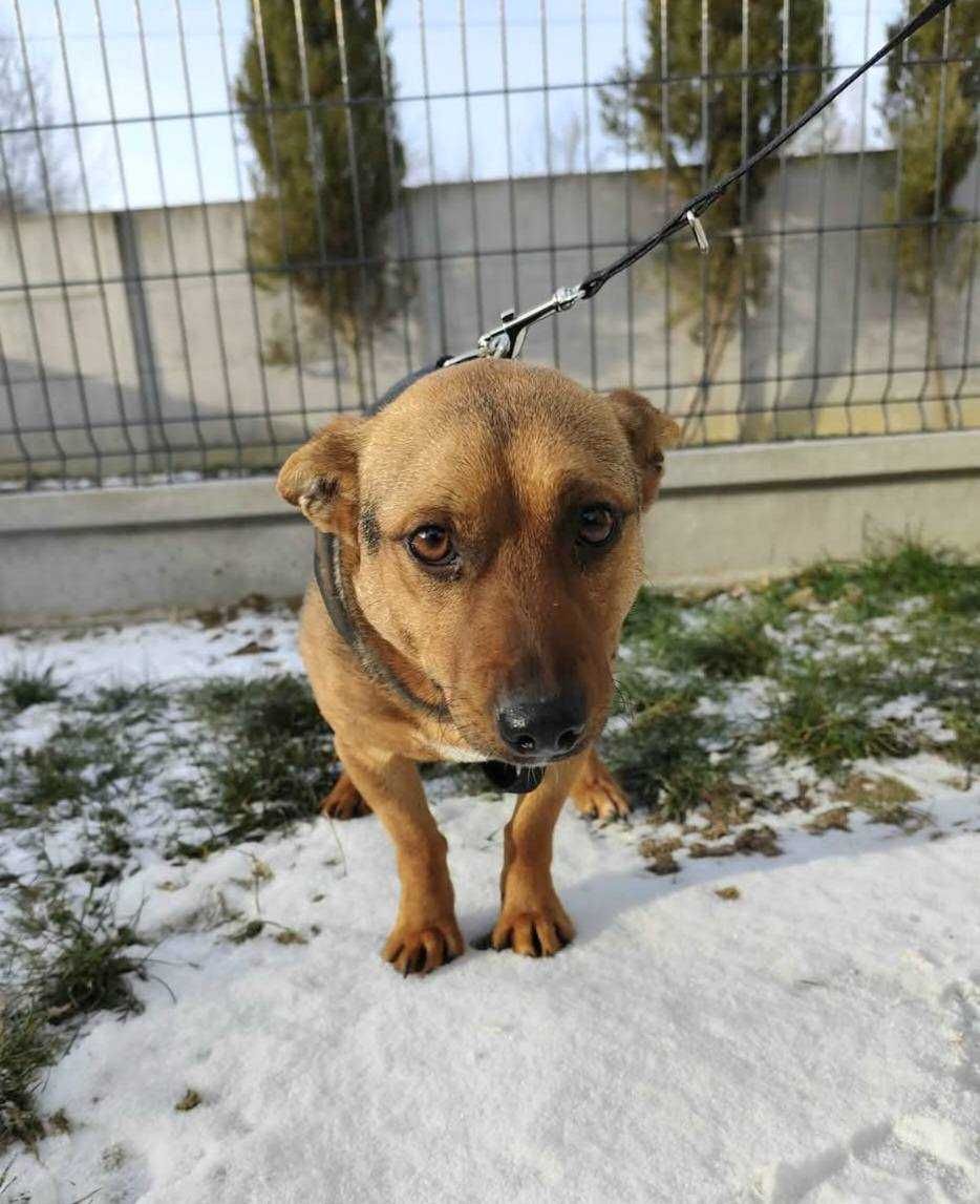 Pedro ok 2 let z wagą 8 kg.blaga o ciepły kącik przy Tobie Olga Kargul