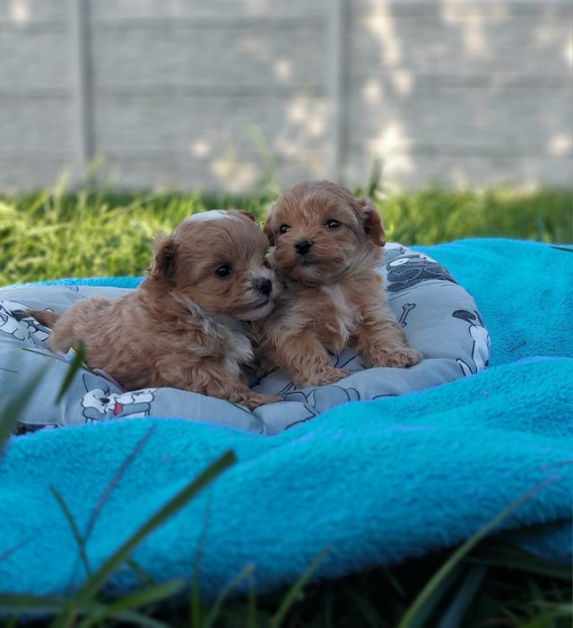 Милі мальтіпу. Мальтипу цуценята. Грайливі та милі цуцики хлопчики .