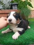 Border Collie szczeniak tricolor