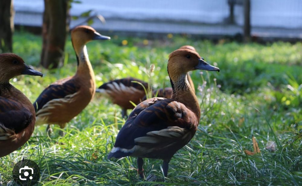 Patos ornamentais