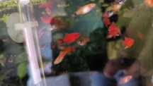 Plantas + oferta peixes