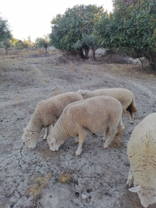 Carneiro crusado ile de france com 3 anos