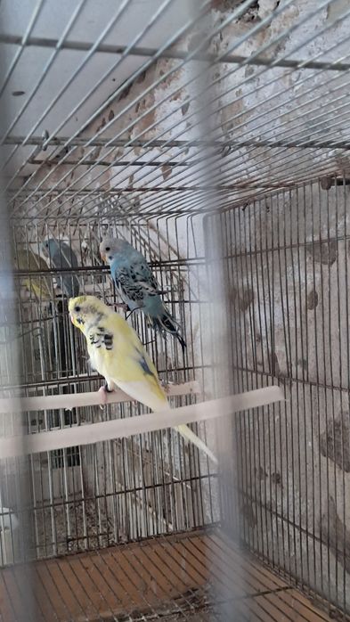 Periquitos australianos