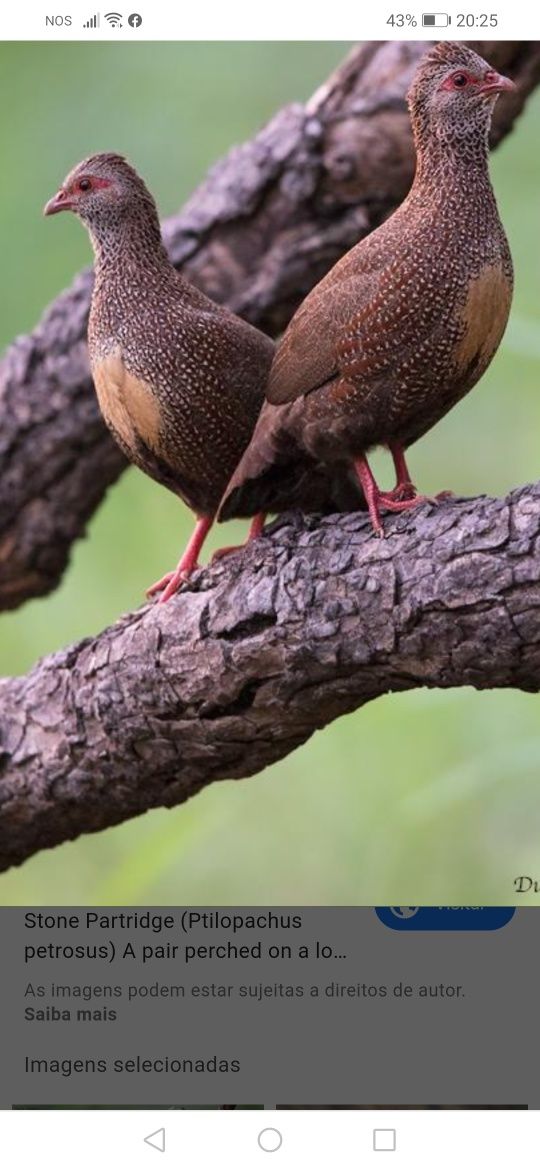 Casais. Colins da Virginia. Galitos da rocha