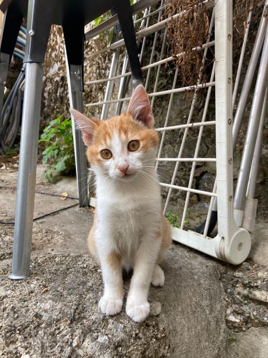 Gatinhos bebes para adocao