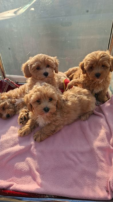 Шикарные мальтипу.Ф1 .