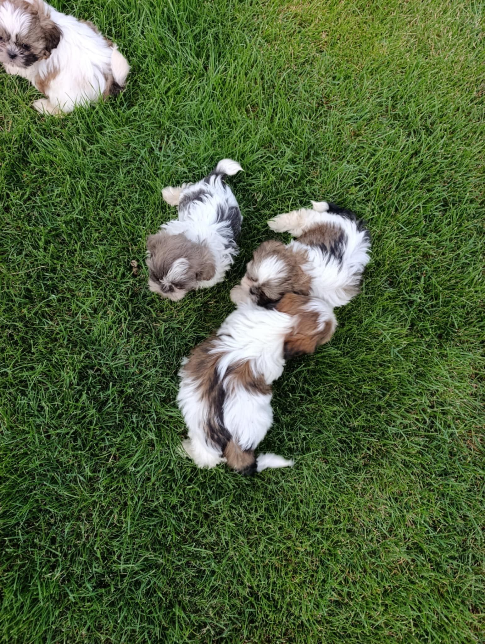 Szczeniak Shih Tzu - Dziewczynka